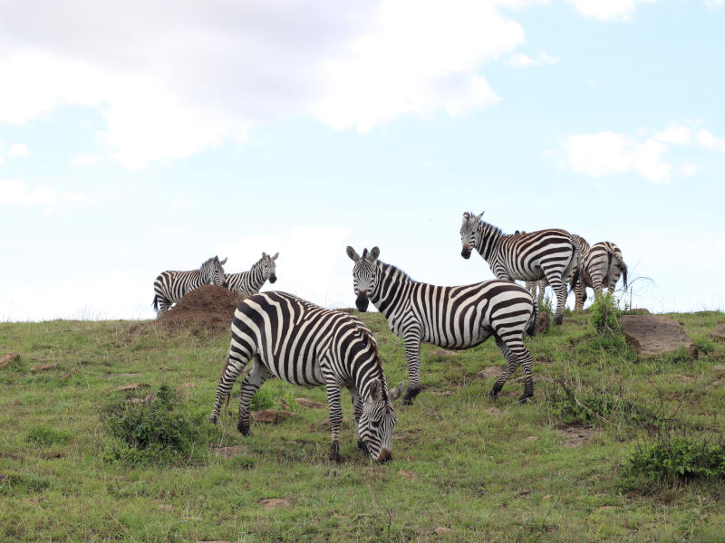 Serengeti National Park (Seronera) Full Day photo 2