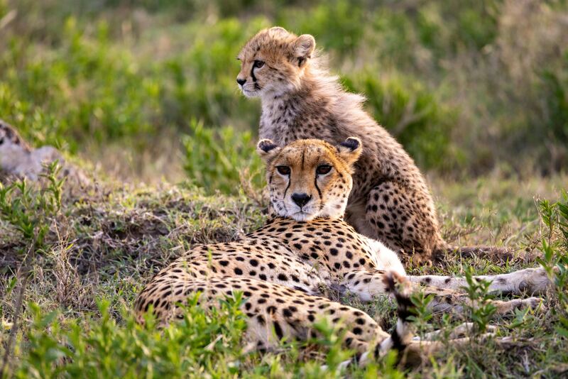 Kilimanjaro International Airport to your pre-safari lodge photo 1