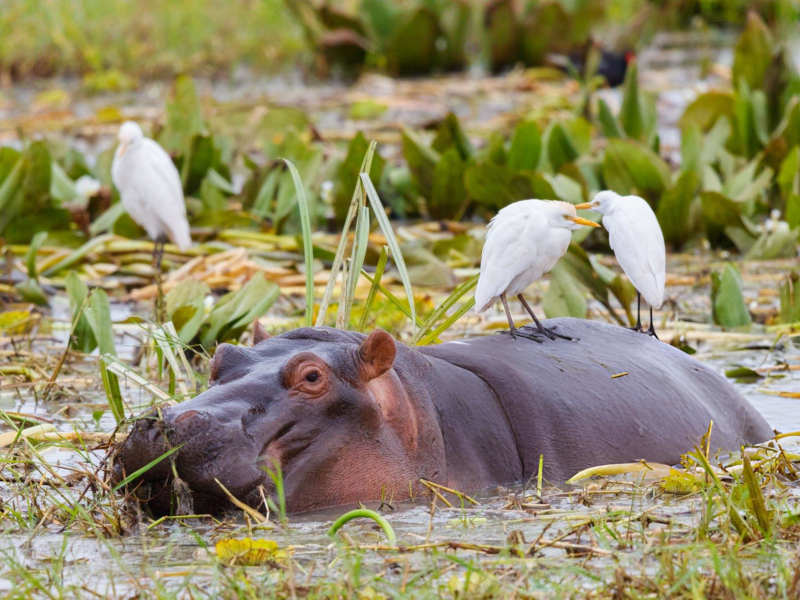 Arusha Town- Lake Manyara National Park - Mto Wa Mbu photo 1