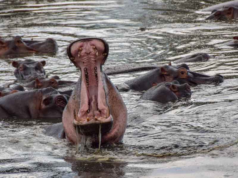 Serengeti (Lobo Area) Full Day photo 1