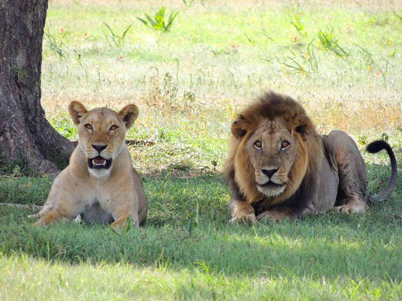 Northern Serengeti National Park photo 1