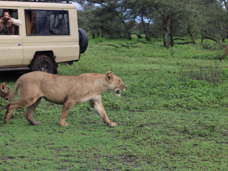 Central Serengeti Full day photo 1