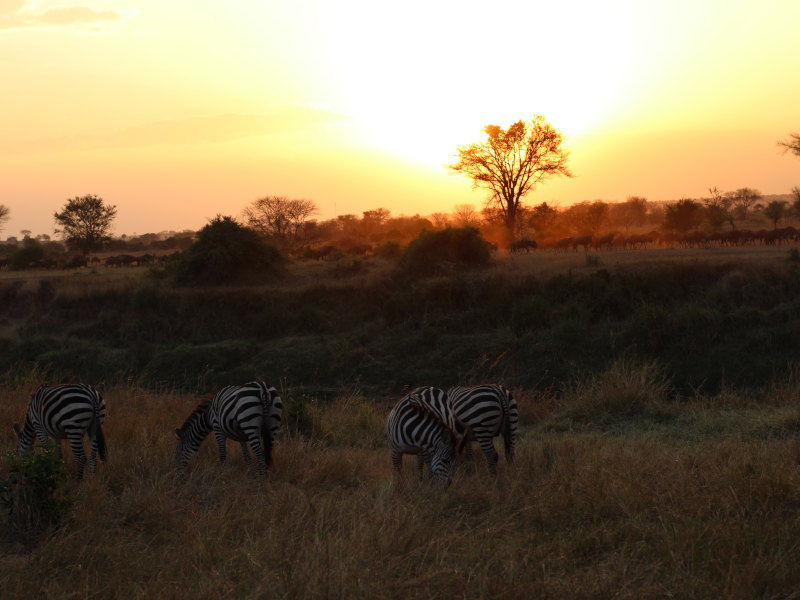 Lake Manyara National Park - Serengeti National Park photo 1