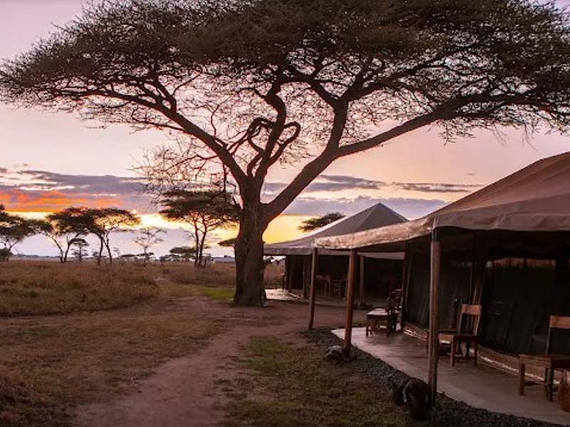 Game drive in Serengeti National Park photo 1