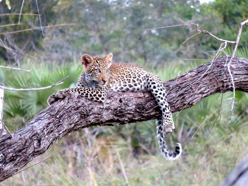 Ngorongoro Crater - Serengeti (Lobo Area) photo 1