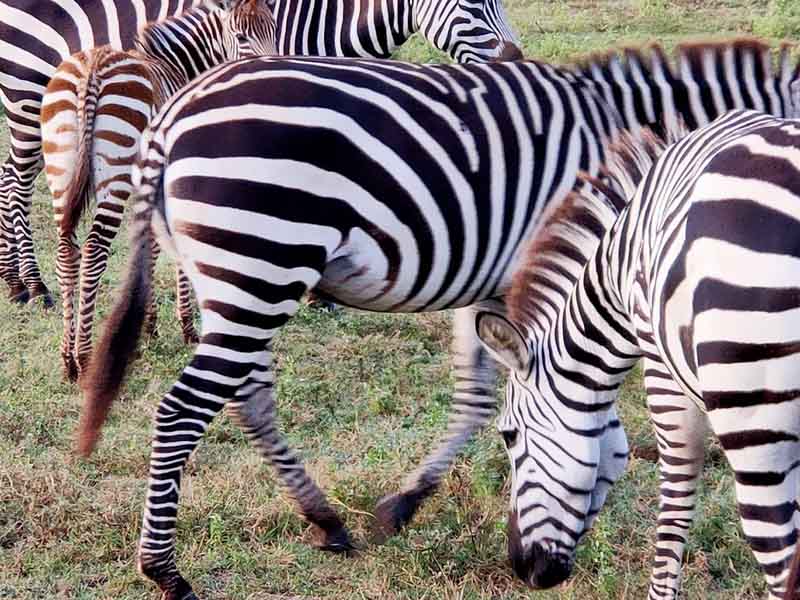 From Arusha to Serengeti National Park photo 2
