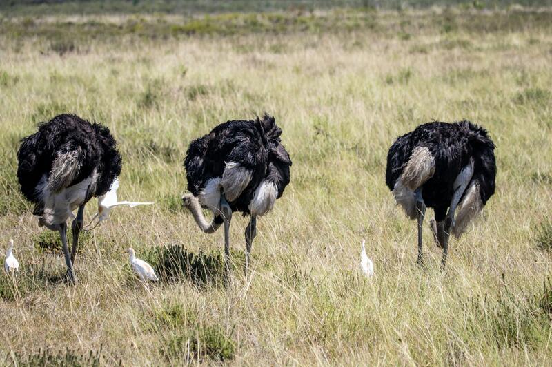 Serengeti National Park - Ngorongoro Crater photo 1