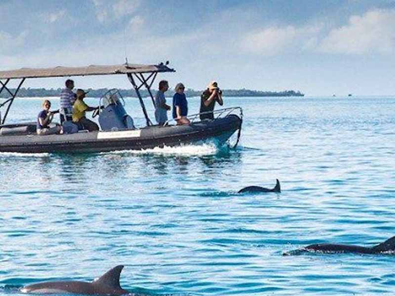 Dolphin Watching  ( Kizimkazi ) photo 2