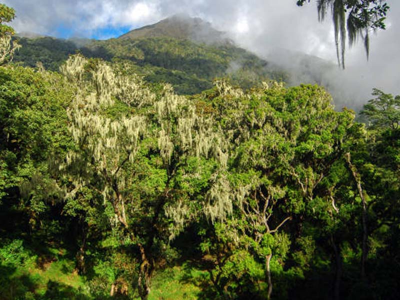 From Arusha to Mount Meru photo 2