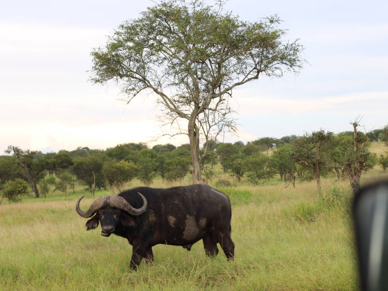 Arusha Town - Tarangire National Park photo 1