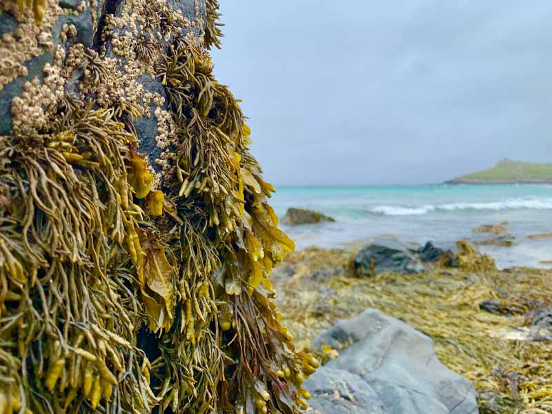 Seaweed farming experience photo 2