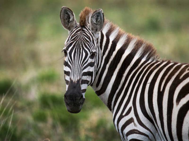 From Arusha to Central Serengeti photo 2