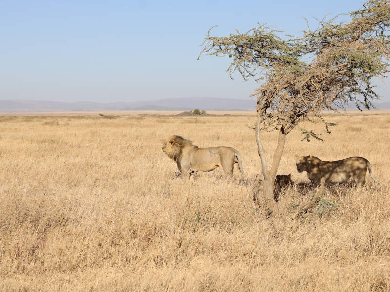 Ngorongoro Crater -Arusha - Kilimanjaro International Airport (JRO) photo 1