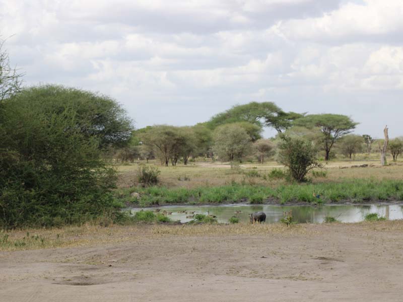 Fly to Nyerere, Evening Game Drive & Night Safari photo 1