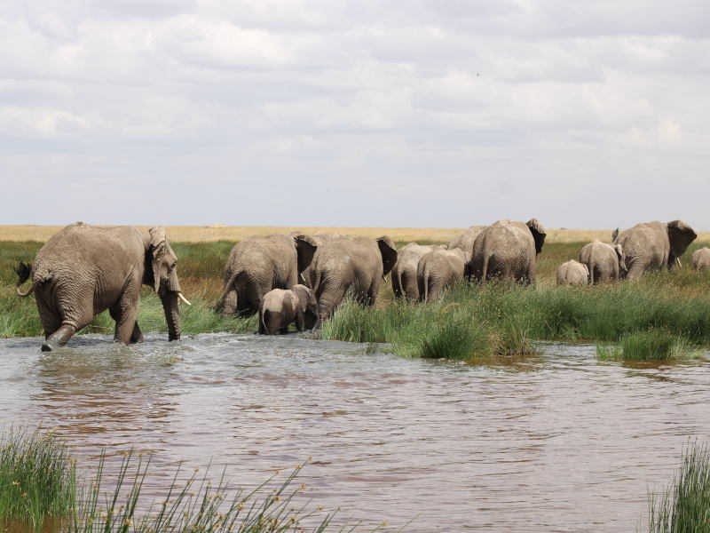 Serengeti - Ngorongoro Crater photo 1