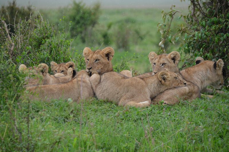 Ngorongoro Crater - Arusha town or Kilimanjaro International Airport photo 1