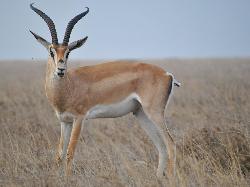 Serengeti National Park (full day in Seronera) photo 1