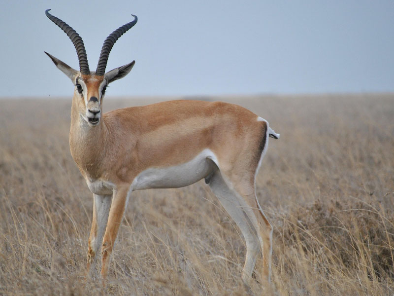 Arusha Town to Ngorongoro Crater to Serengeti National Park photo 1
