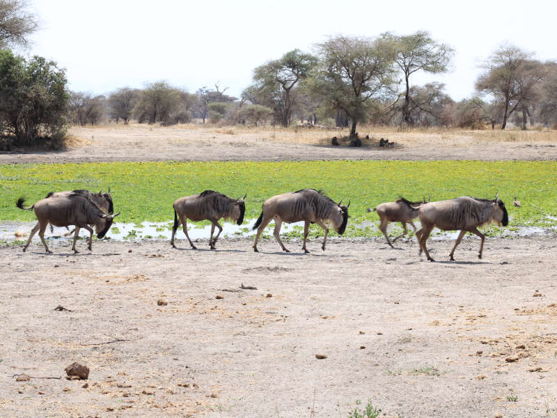 Serengeti National Park (Seronera) Full Day photo 1
