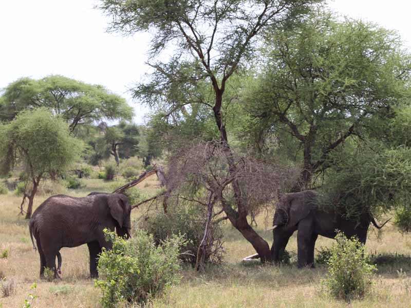 Lake Manyara National Park and Cultural Tour in Mto wa Mbu photo 1