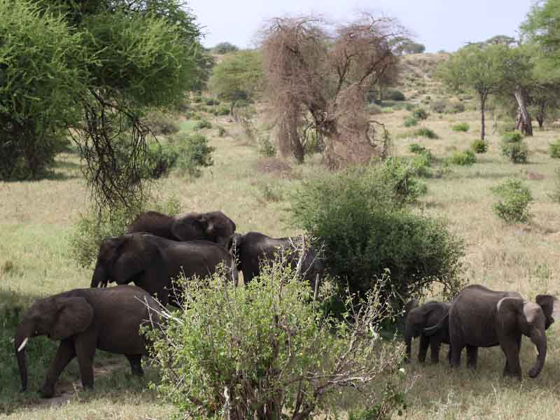 From Arusha to Tarangire National Park photo 1