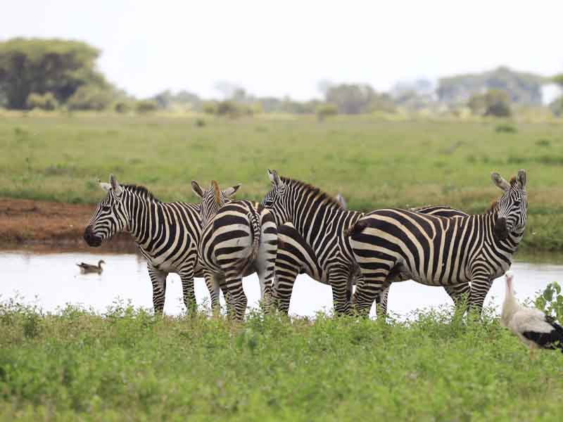 Serengeti – Ngorongoro – Kilimanjaro International Airport photo 2