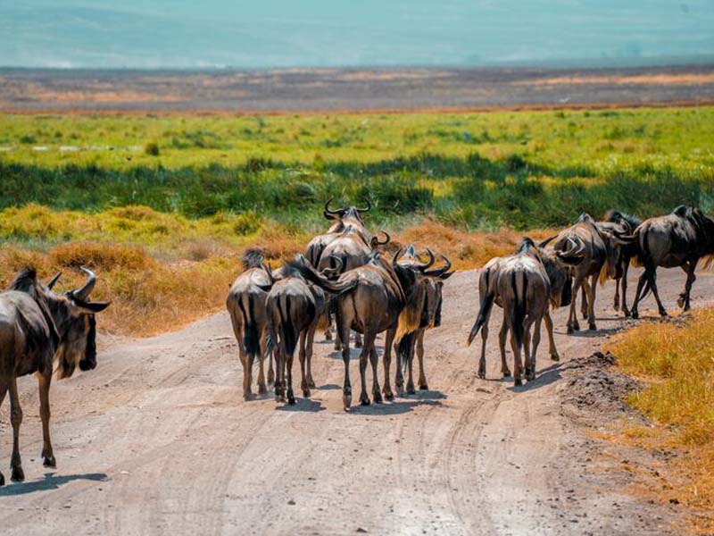 Lake Ndutu → Ngorongoro Crater photo 1