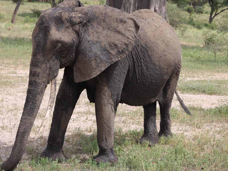 From Karatu to Serengeti National Park photo 1