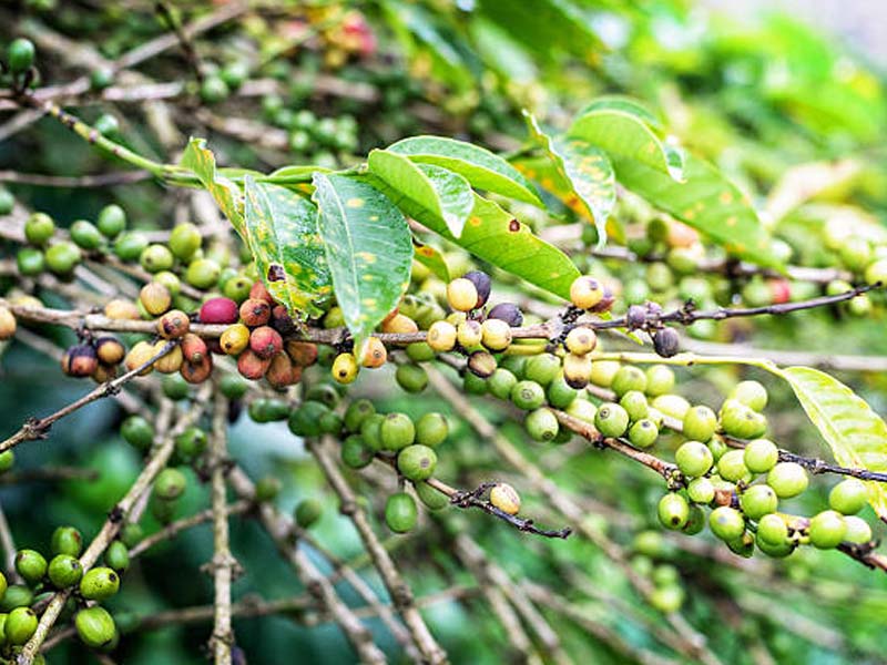 From Arusha to Mount Meru photo 1