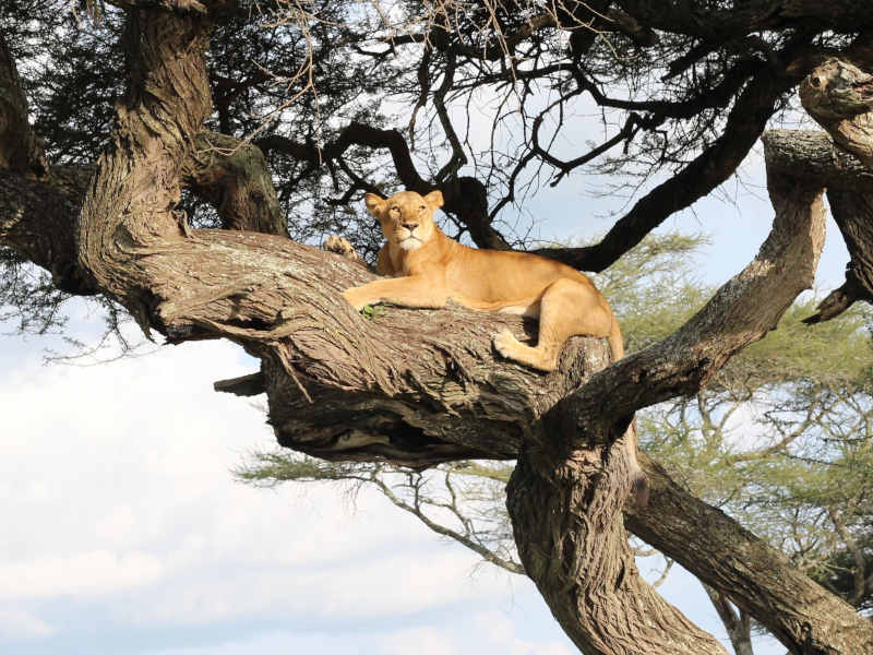 Arusha Town- Lake Manyara National Park - Mto Wa Mbu photo 1
