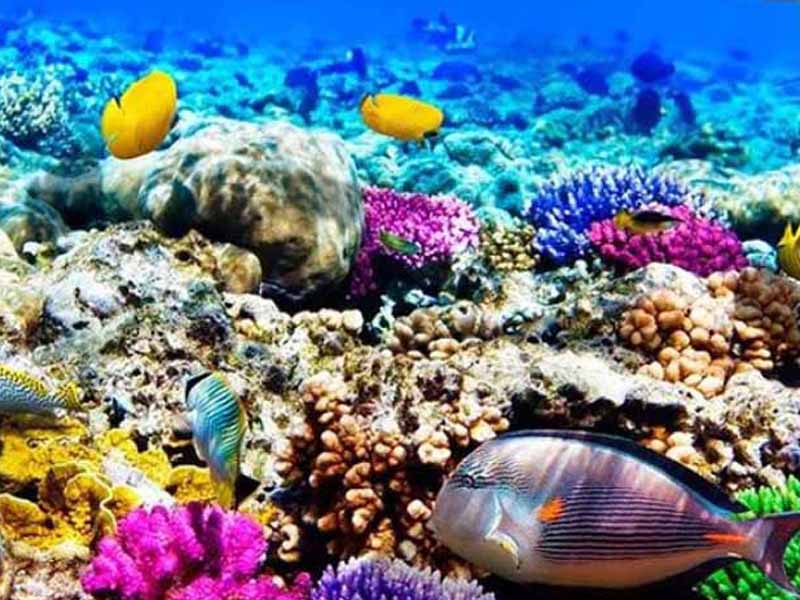 Snorkeling and Sunset dhow cruise → Nungwi photo 1