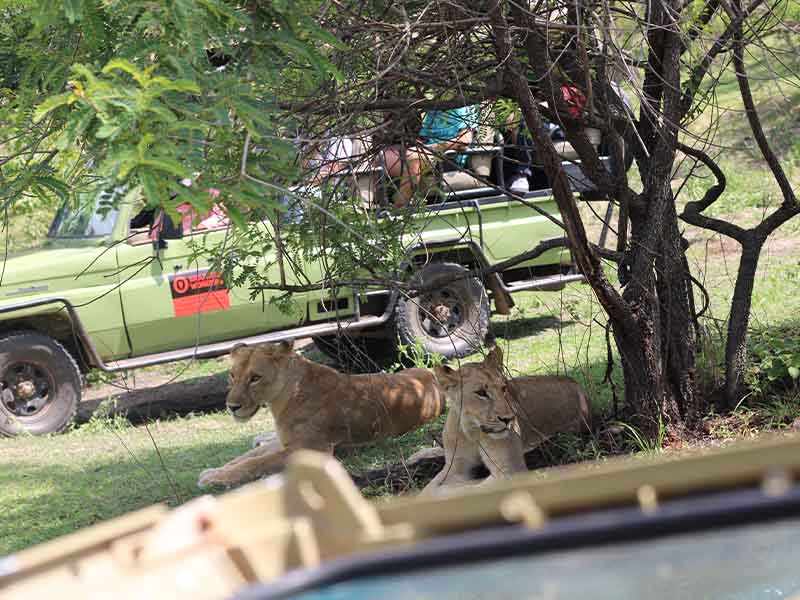Day 1: Dar es Salaam to Nyerere National Park( Selous) for evening boat tour in Rufiji River photo 1