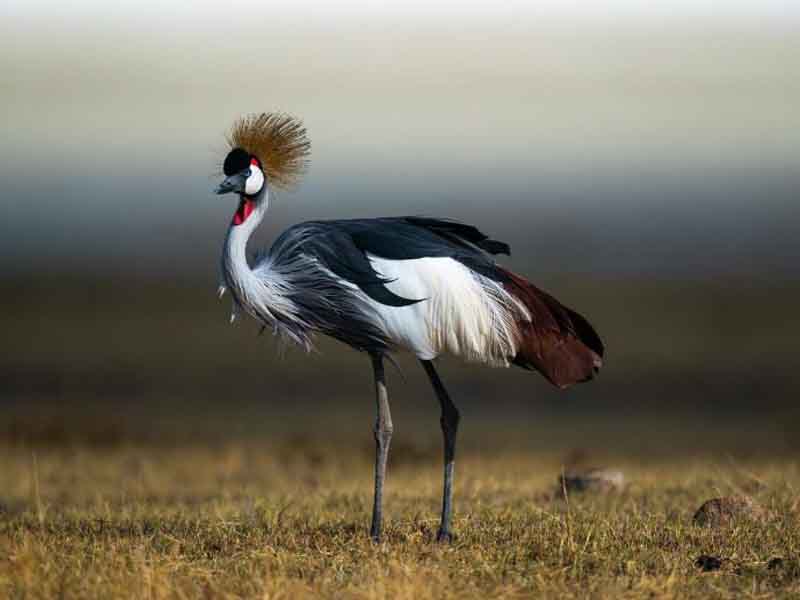 Ngorongoro Crater to Arusha Airport - fly to Zanzibar photo 1