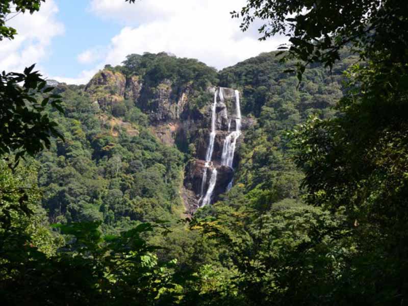 Forest Trek & Departure photo 2