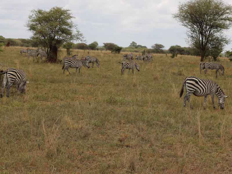 From Arusha to Tarangire National Park photo 2