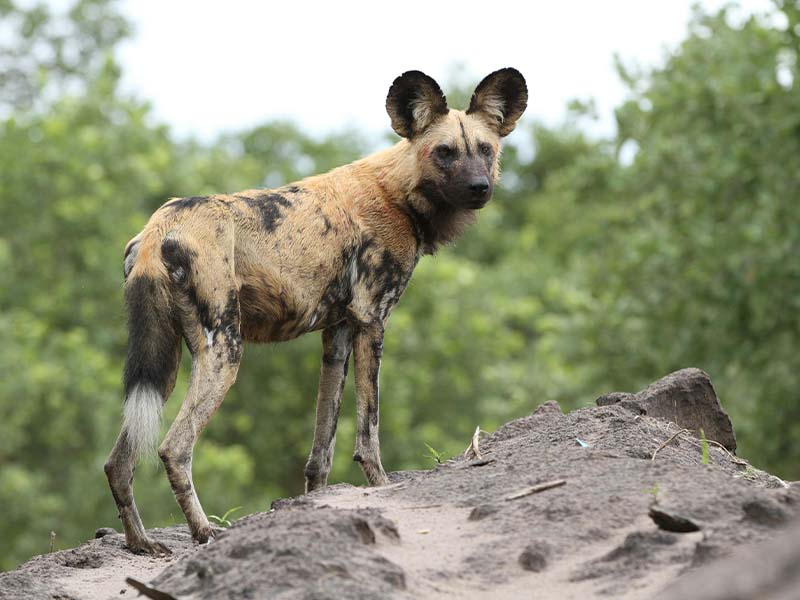 Day 4: Full-Day Game Drive in Nyerere National Park photo 1