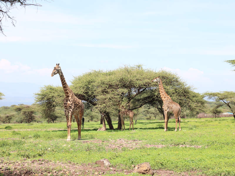 Serengeti Central to Ngorongoro Crater photo 1