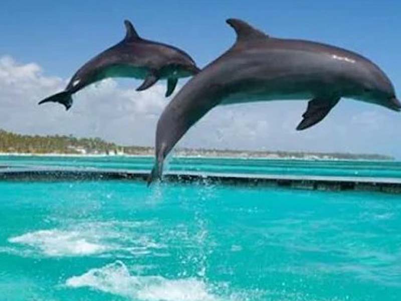 Dolphin Safari & Sandbank Exploration photo 2