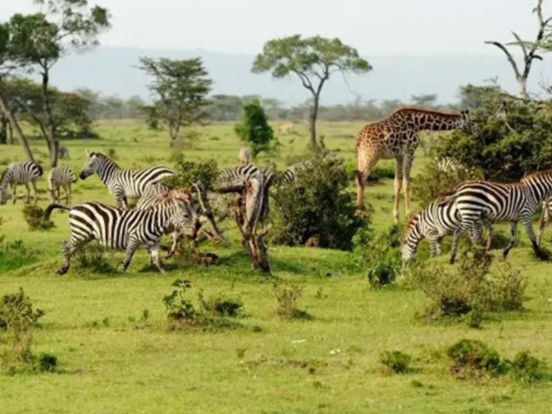 Mikumi National Park Safari photo 2