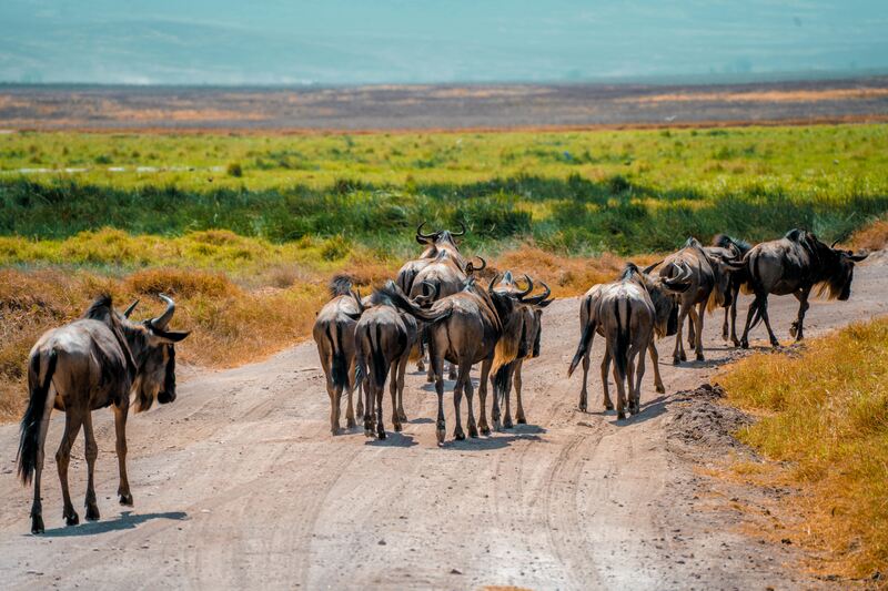 Lake Ndutu - Ngorongoro Crater photo 1