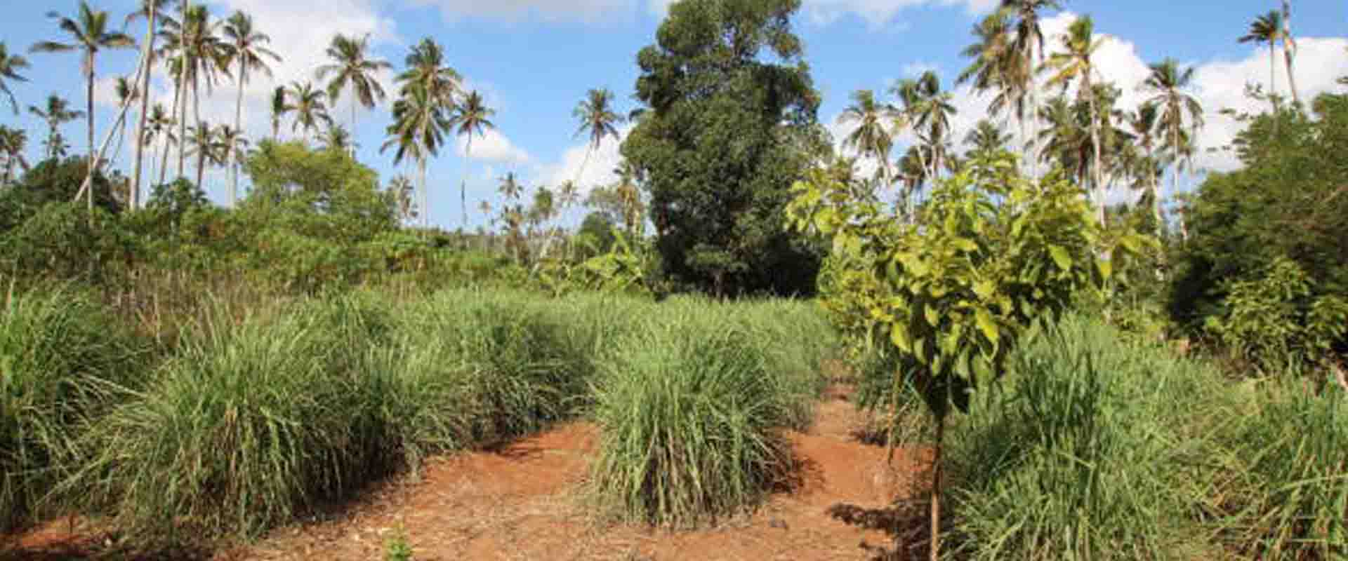 Spice & Farm Experiences – Zanzibar Countryside