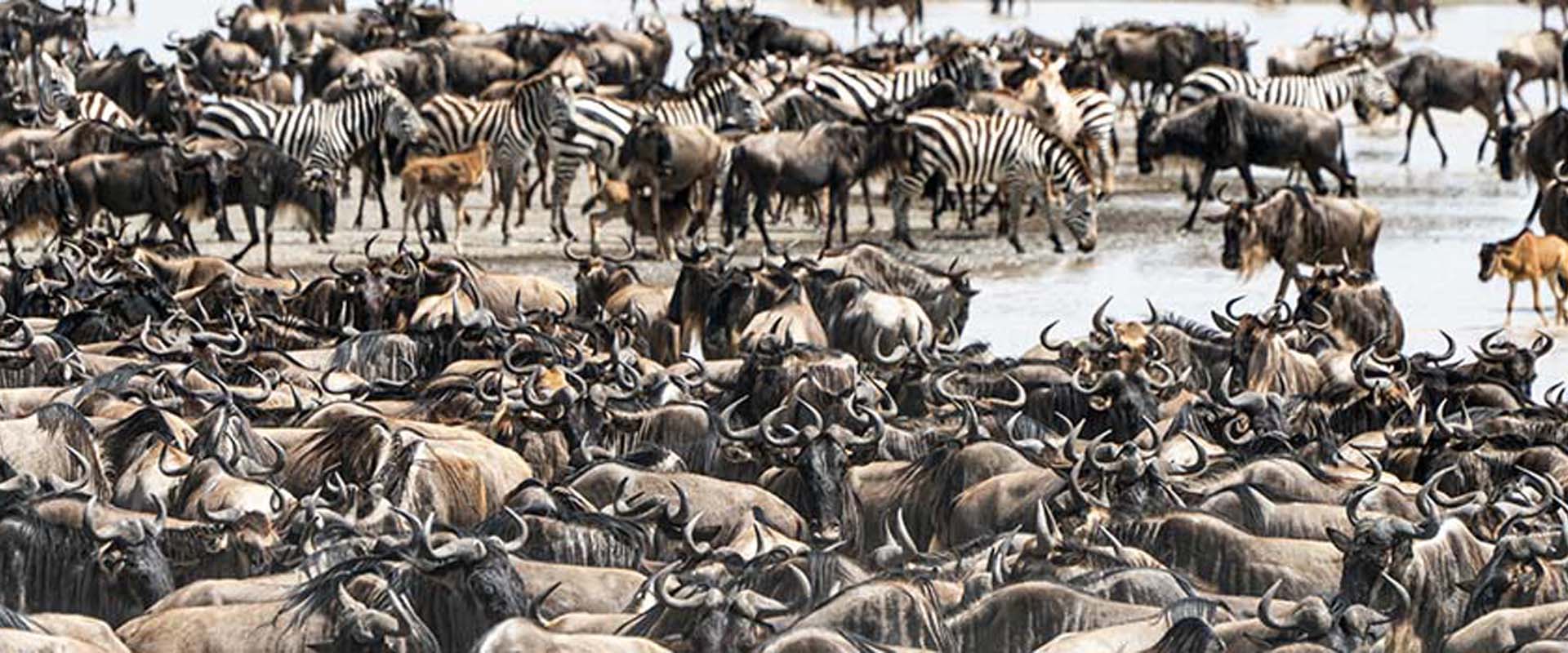 Budget Friendly Tours & Safaris in Tanzania