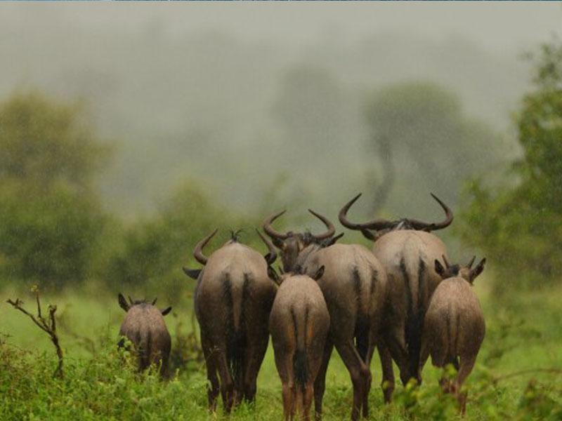 5 Days Great Migration Safari – Western Corridor (Grumeti River Crossing)