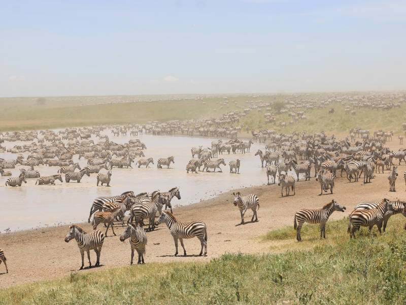 4 Days Luxury Migration Safari in Northern Serengeti  (Crossing the River)