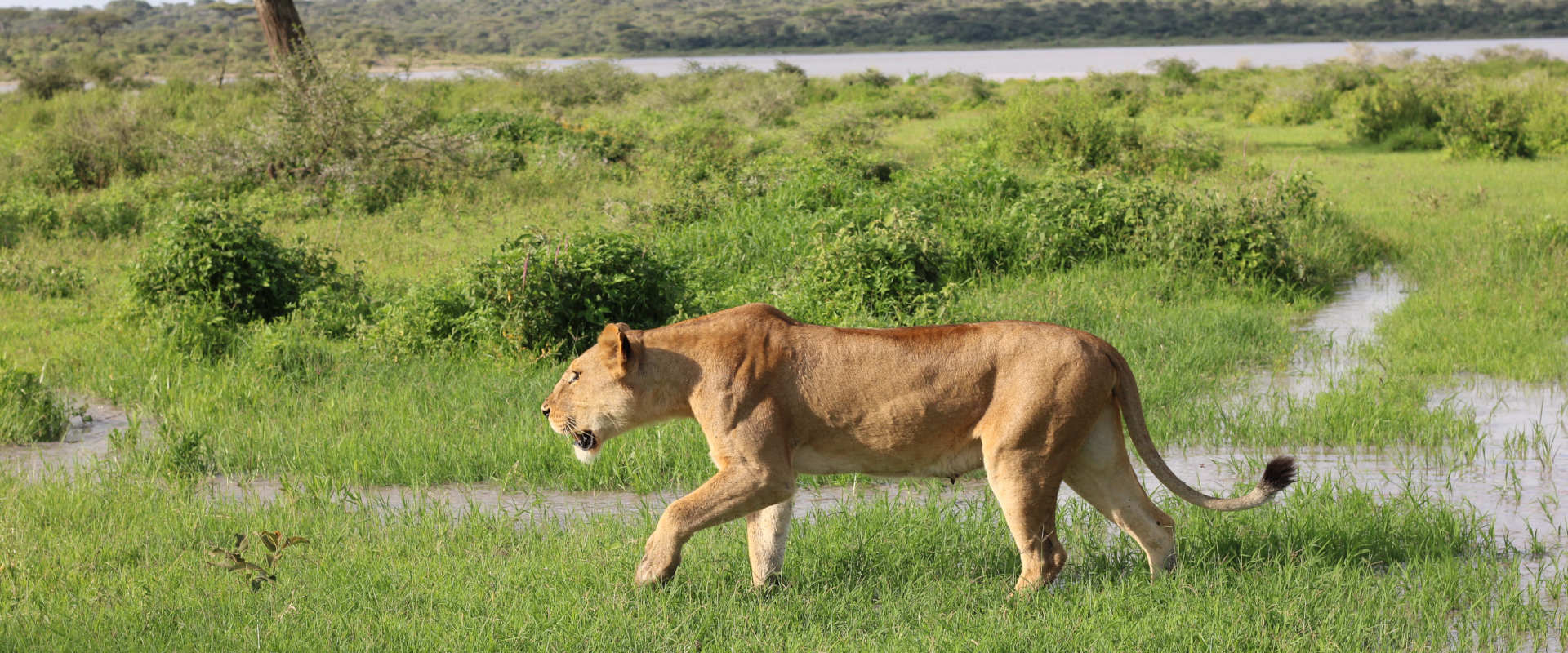 4 Days Luxury Experience in Manyara, Serengeti & Ngorongoro Crater