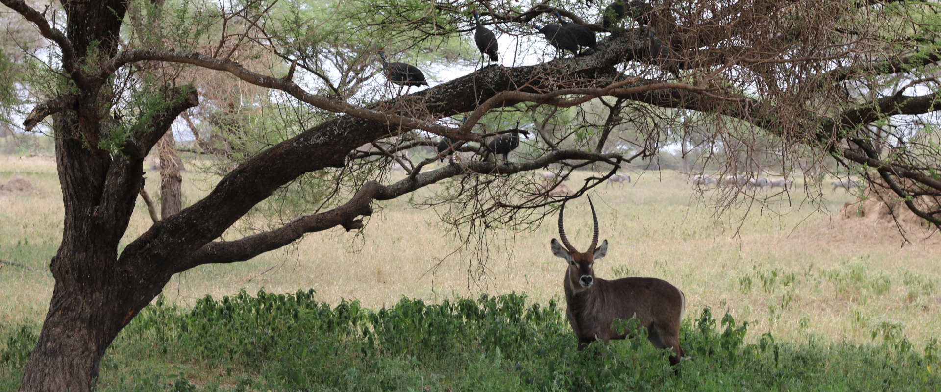 2 Day special Mid range to Manyara & Ngorongoro Crater