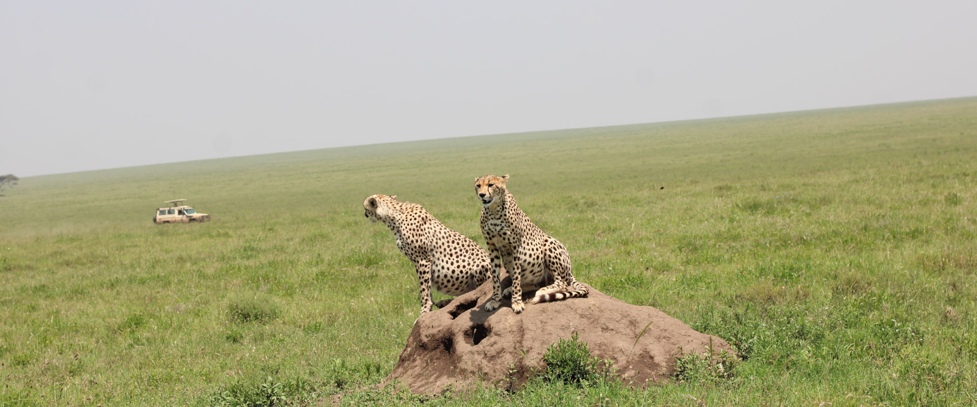 4 Day Budget Safari Tarangire, Manyara & Ngorongoro