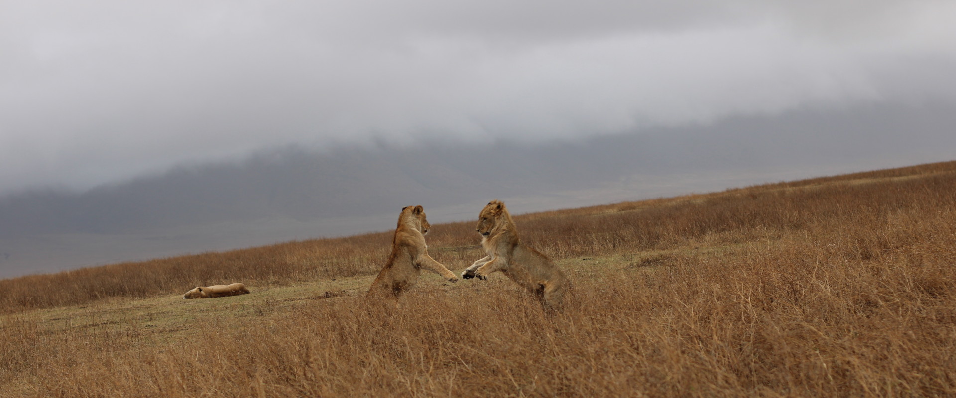 4 Day Wonderful Mid range to Safari Manyara, Serengeti, Ngorongoro