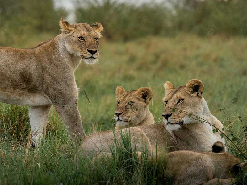 5-Day Mikumi & Selous NP for Game Drive Amazing Boat and Boating