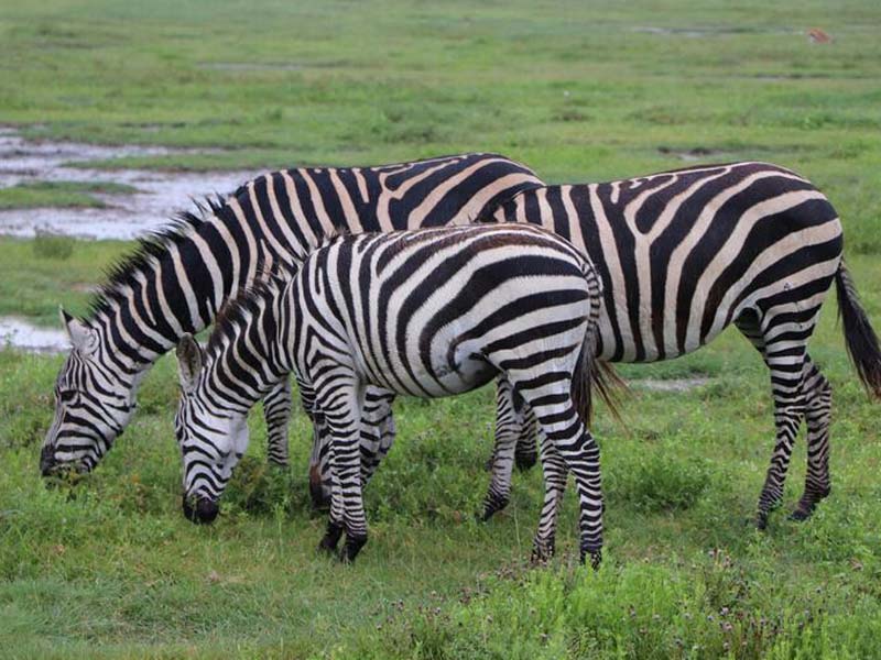 2 Days Nyerere fly from Zanzibar (Game drive, Boat And Maasai Cultural)